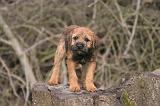 BORDER TERRIER 111